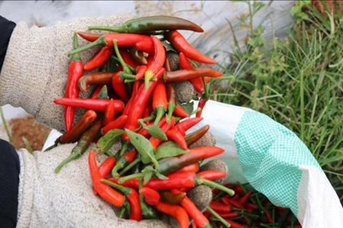 Kim ngạch xuất khẩu ớt tăng gần 47%