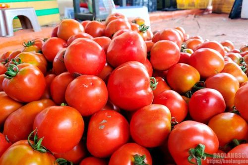 Người dân Tân Liên vui mùa thu hoạch cà chua