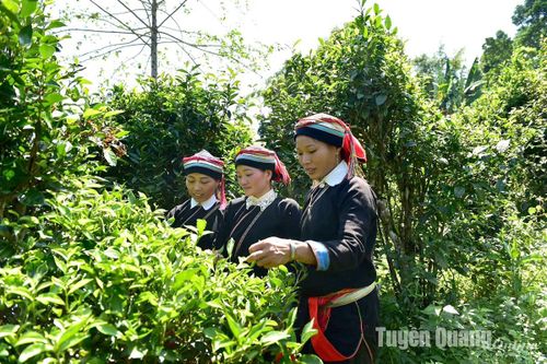 Chè ngon Thượng Nông