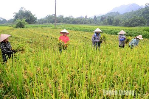 Tập trung thu hoạch lúa xuân