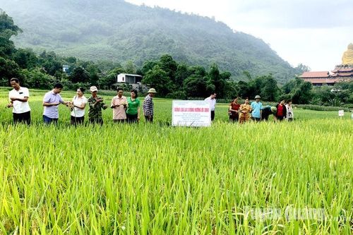 Tổng kết mô hình lúa lai, lúa thuần chất lượng cao