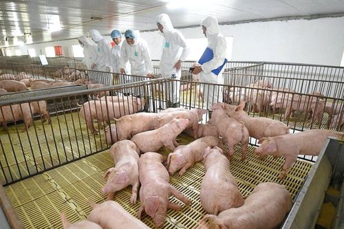 Chủ tịch Tập đoàn Dabaco (DBC): Tái đàn sớm hơn đối thủ, lợi nhuận quý 2 sẽ tăng gấp 3,5 lần