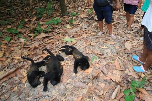 Nắng nóng gay gắt 45 độ C tại Mexico, loài khỉ quý hiếm lăn ra chết hàng loạt