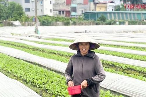 Trồng rau theo tiêu chuẩn VietGAP, HTX thu lời cả trăm triệu mỗi tháng