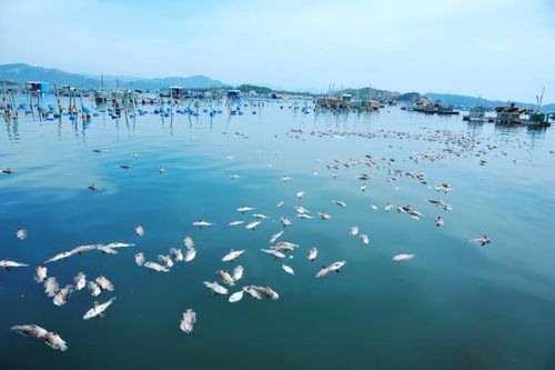 Nắng gắt rồi mưa dông, cá, tôm ở Phú Yên chết hàng loạt