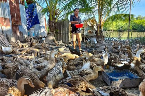 Thoát nghèo nhờ khéo chăn nuôi