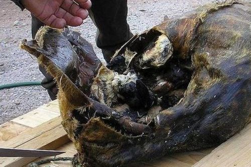 10 món ăn 'bốc mùi' nhất thế giới