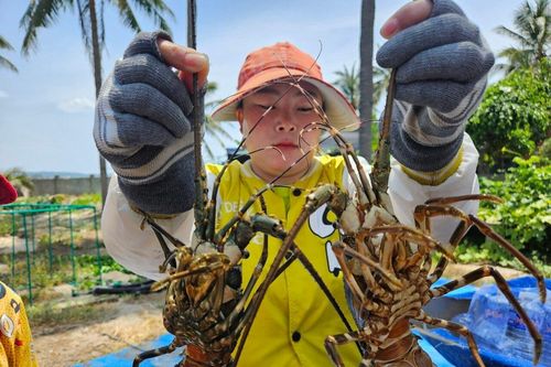 Tôm hùm, cá chết hàng loạt: Phú Yên kiến nghị Bộ NN&PTNT hỗ trợ