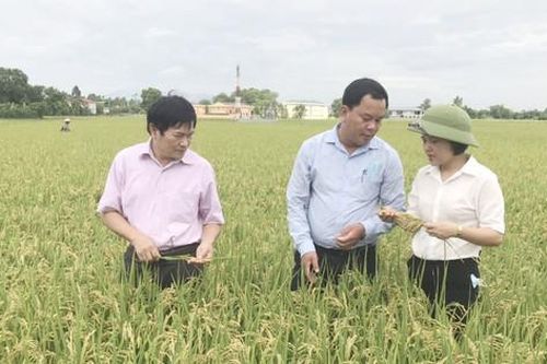 Huyện Ứng Hòa phát triển vùng lúa chất lượng cao