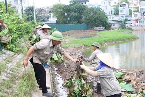Hiệu quả mô hình trồng sen giống mới
