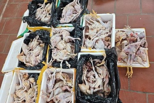 Kinh hoàng gần 200kg thịt gà hôi thối, chảy nước đang trên đường giao đến các điểm bán