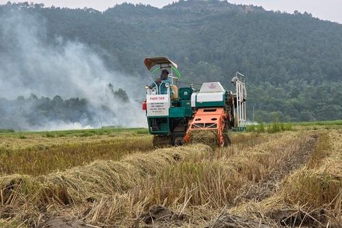 Nông dân Nghệ An thu gần chục triệu mỗi ngày nhờ thứ tưởng như bỏ đi trên ruộng