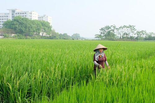 Huyện Sóc Sơn tập trung phòng trừ sâu bệnh hại lúa