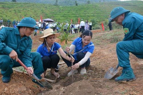 Ngày hội trồng cây mắc-ca lần đầu được tổ chức tại huyện Tuần Giáo