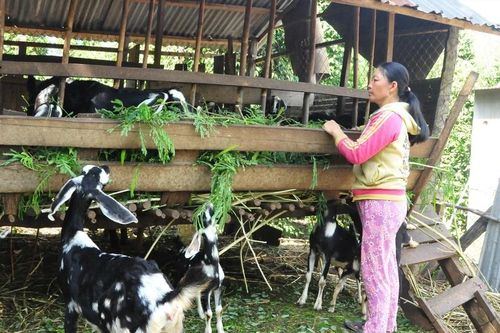 ĐBSCL: Giá thịt dê giảm, giá ếch tăng