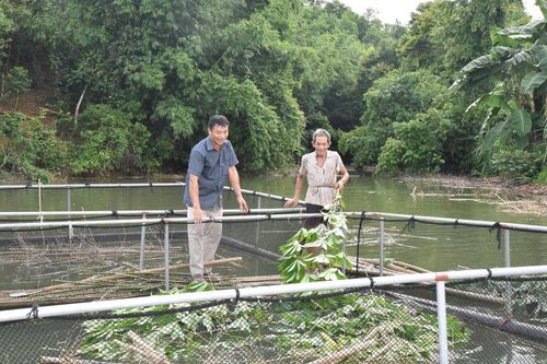 Người dân miền núi Nghệ An thoát nghèo nhờ nuôi cá lồng