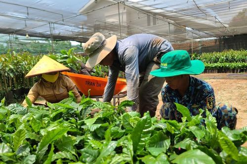 Rộn ràng mùa xuống giống cà phê trên cao nguyên Đắk Lắk