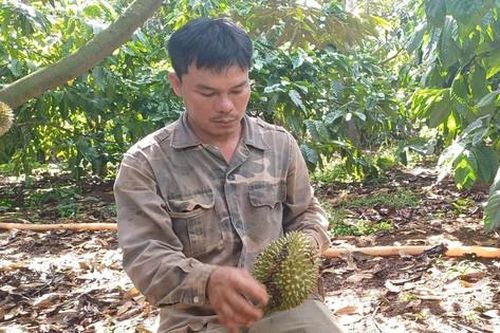 Vườn cây tiền tỷ liên tiếp bị phá hoại