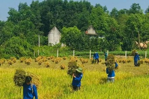 Áo xanh tình nguyện trên những cánh đồng lúa chín