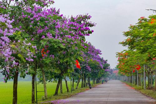 Con đường 800m hot nhất Hải Dương: Bên đỏ rực hoa phượng, bên tím rịm bằng lăng