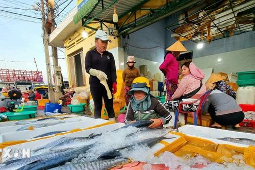 Ngư dân tỉnh Ninh Thuận vươn khơi khai thác vụ cá Nam