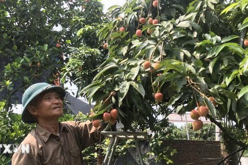 Hải Dương: Vải Thanh Hà mất mùa, sản lượng vải sớm chỉ bằng nửa năm ngoái