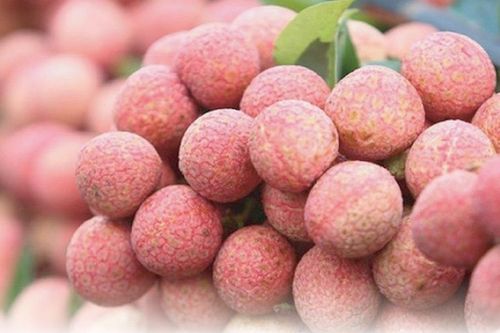 Bắc Giang bắt đầu thu hoạch vải thiều sớm