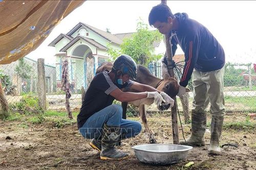 Gia Lai: Dịch lở mồm long móng có nguy cơ lây lan rộng tại huyện Mang Yang