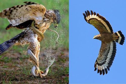 Loài chim quý hiếm ở Việt Nam có tên trong Sách Đỏ, kẻ thù không độ trời chung với rắn