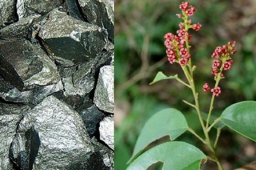 Loài cây đặc biệt mọc ở đâu là ở đó có loại 'vàng trắng' cực kì quý giá được cả thế giới săn lùng