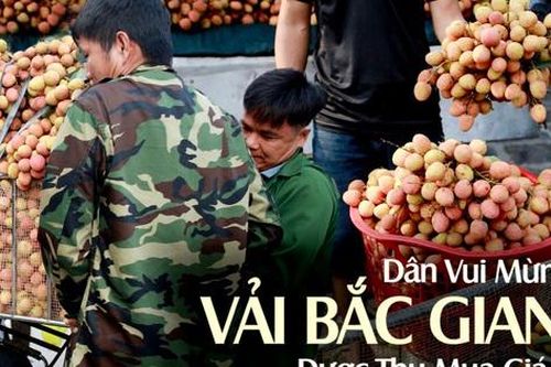 Người dân Bắc Giang vui mừng vì vải được thu mua với giá cao