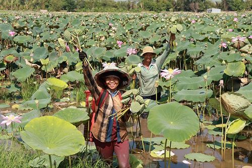 Đồng Tháp quan tâm phát triển cây sen theo hướng bền vững