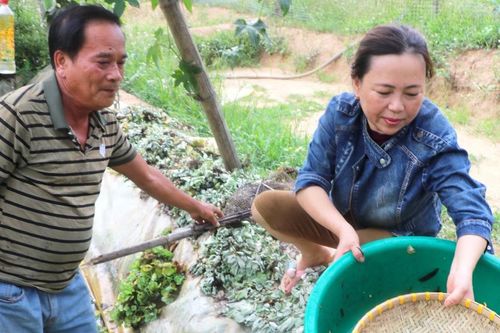 Nuôi cá chạch sụn trong bể lót bạt cho thu nhập khá