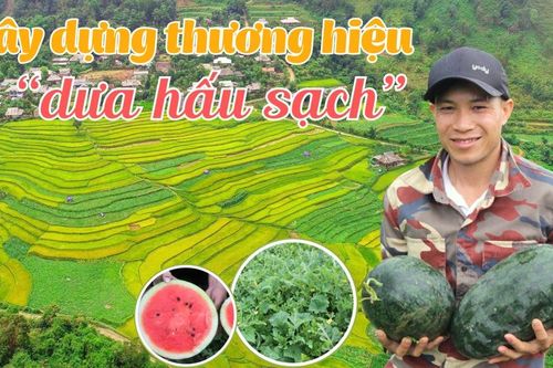 Xây dựng thương hiệu 'dưa hấu sạch'