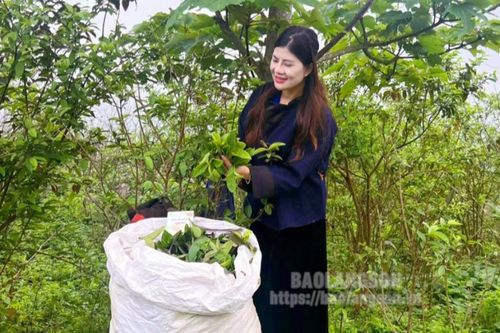 Biến cây dại thành sản phẩm hàng hóa