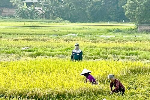 Tập trung sản xuất vụ Mùa đúng khung thời vụ