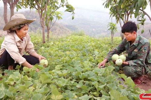 Cây dưa trên đất Tú Nang