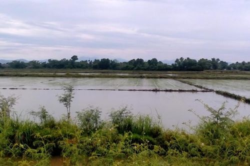 Đấu úng cứu lúa trong đêm