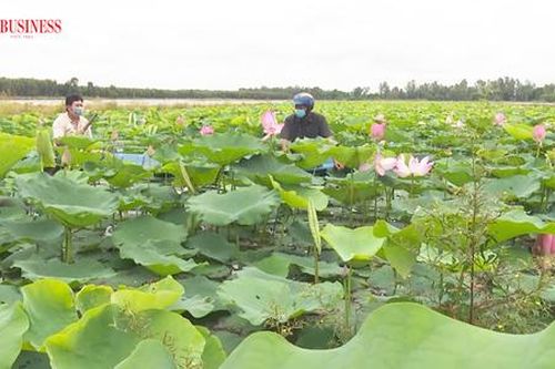 Ghé Đồng Tháp, thăm những đầm sen bạc triệu, hút chục vạn khách du lịch mỗi năm