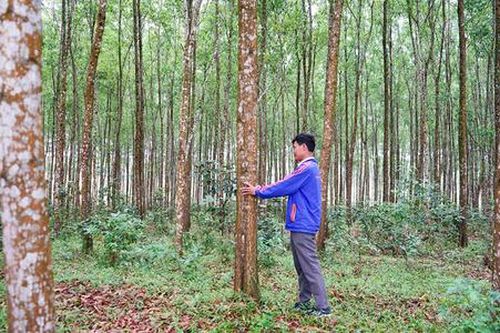 Thêm động lực cho HTX trồng rừng gỗ lớn
