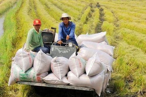 Indonesia mua được gạo Việt Nam với giá thấp