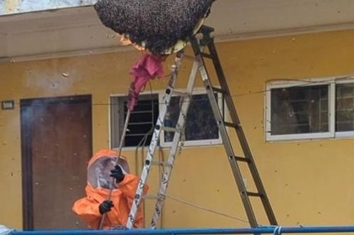 Hải Phòng liên tiếp xuất hiện tổ ong khủng