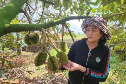 Công an điều tra vụ vườn sầu riêng của nông dân bị kẻ gian phá hoại