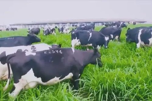TH khởi công dự án chăn nuôi bò sữa tại Viễn Đông
