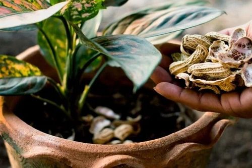 Công dụng của vỏ đậu phộng