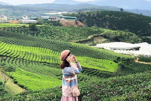 Đồi chè Tâm Châu Bảo Lộc có gì hấp dẫn?