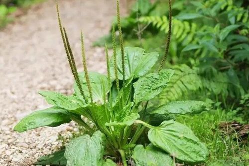 Cây mã đề có công dụng gì với sức khỏe?