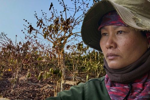 Hạn hán kéo dài, nông dân Tây Nguyên điêu đứng nhìn cà phê bị 'thiêu' chết