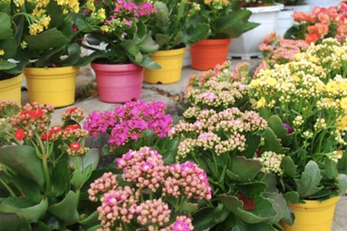 4 loài hoa cứ ngắt lá vùi vào đất là sống