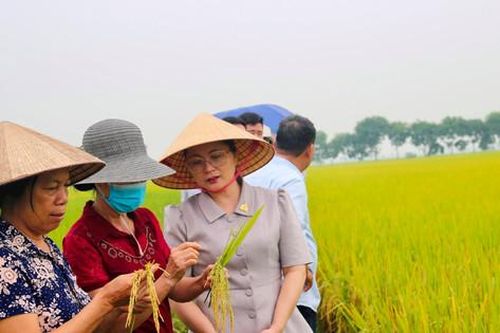 Giống lúa chất lượng cao HD11 phát huy hiệu quả trên đồng đất Mỹ Đức